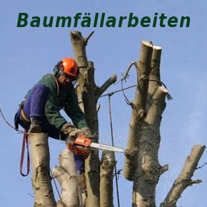 Baumfällarbeiten am Helmholtzplatz