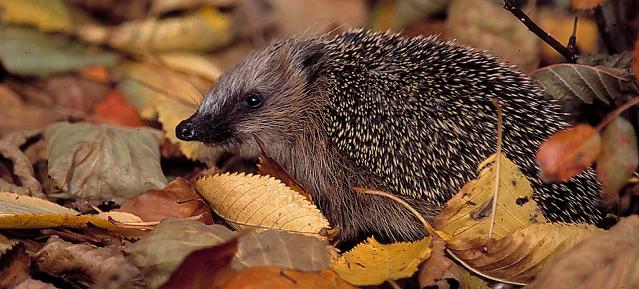 Igel im Laub  Foto: NABU, Bernd Kunz