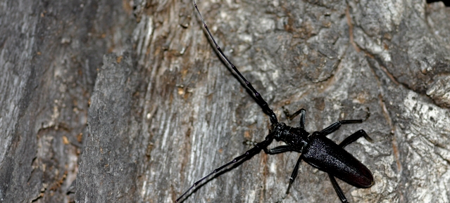 Heldbockkäfer im Schlosspark Niederschönhausen - Foto: Thomas Ziska