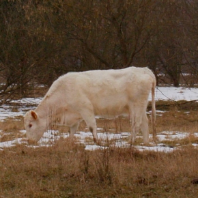 Parkrind  in Französisch-Buchholz