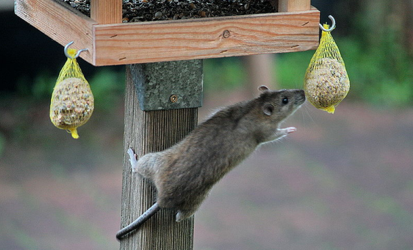 Rattus norvegicus entert Vogelhaus