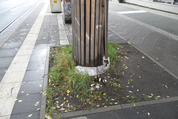 Pappelallee: Pappel mit Baumschutz, ordentlich in etwas zu kleiner Baumscheibe Pappelallee: Pappel mit Baumschutz, ordentlich in etwas zu kleiner Baumscheibe