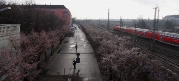 Kirschblüte in der Norwegerstrasse am 27.12.2013