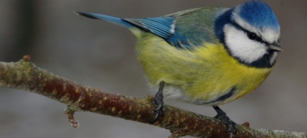 Blaumeise (Parus caeruleus) - Foto: Willi Kroll  