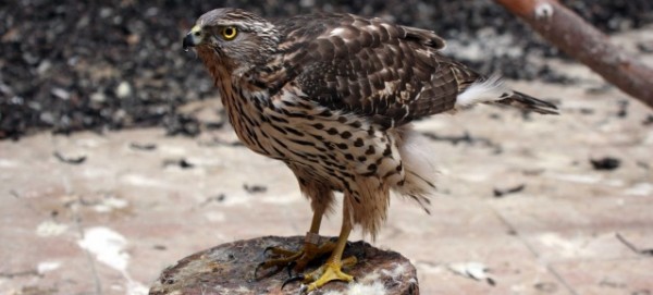 Habicht in der FU-Tierklinik - Foto: NABU/Hallau