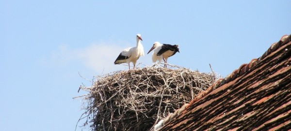 Störche im Storchendorf Linum