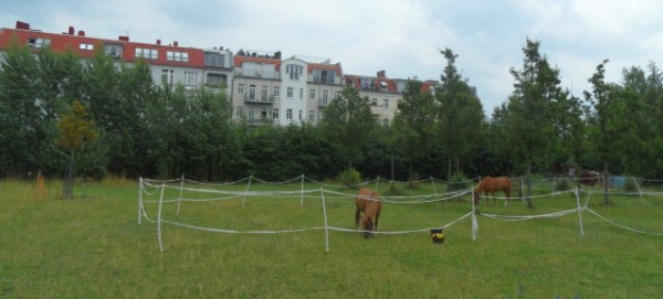 Mauerpark: Pferdekoppel am Moritzhof