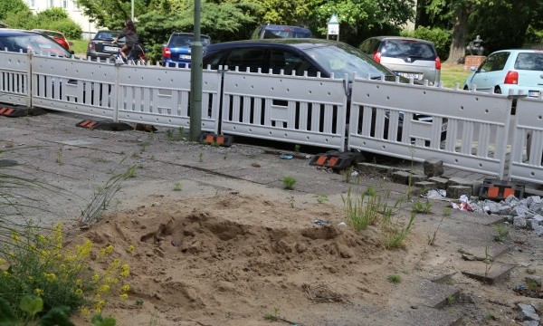 Weizen blüht in der Ossietzkystraße