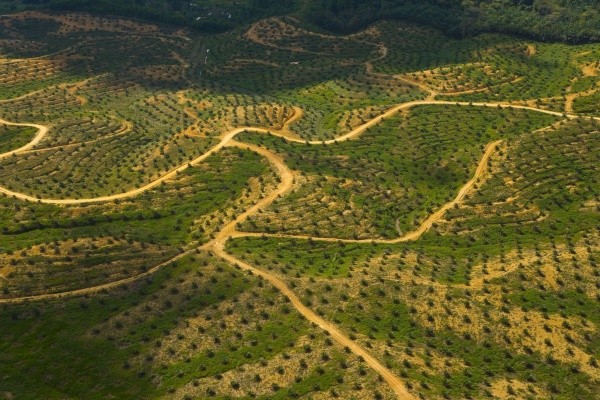 Entwaldung: Palmöl Plantage