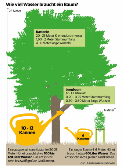 Wasserbedarf eines Straßenbaums