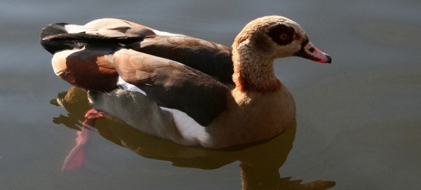 Nilgans - Alopochen aegyptiacus