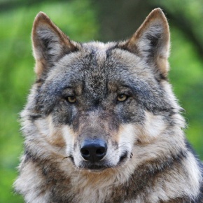 Wolf - Foto: Thomas Pusch