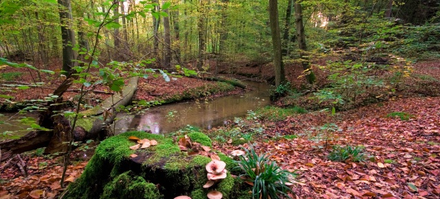 Waldwanderungen im Barnim