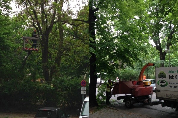 Baumpflege-Arbeiten auf dem Kollwitzplatz