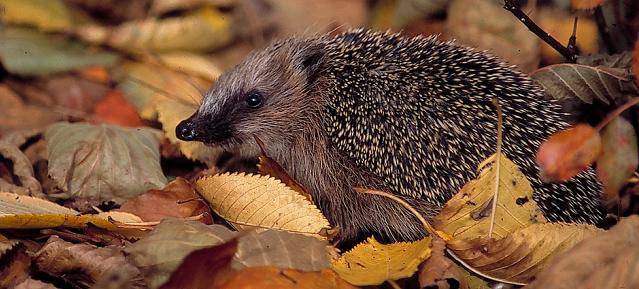 Igel im Laub Foto: NABU, Bernd Kunz