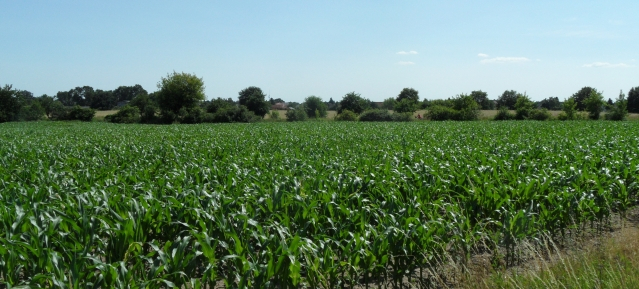 Maisfeld vor Französisch-Buchholz