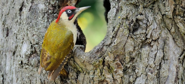 NABU - Grünspecht ist der Vogel des Jahres 2014