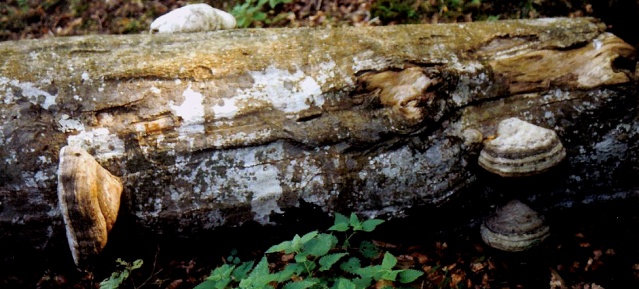 Totholz mit Zunderschwamm (Fomes fomentarius)