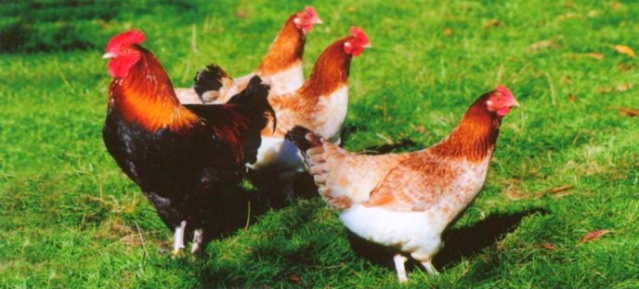 Marans-Rassehühner