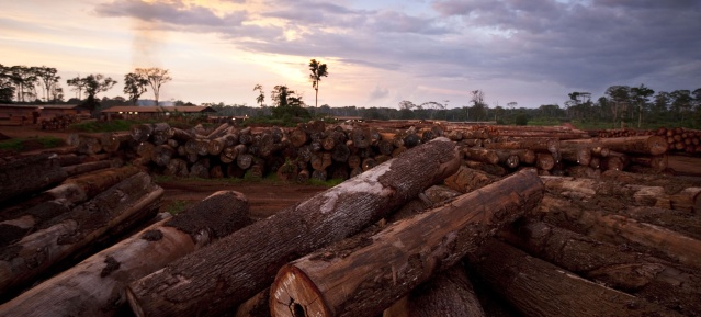 Entwaldung in der Congo Basin Region