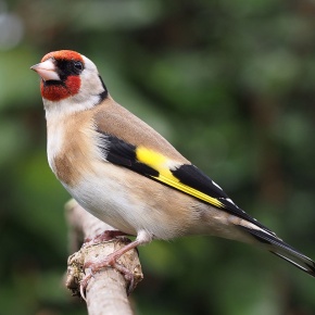 Stieglitz - Carduelis carduelis)