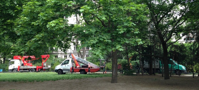 Baumpflege-Arbeiten auf dem Kollwitzplatz