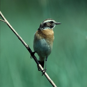 Braunkehlchen