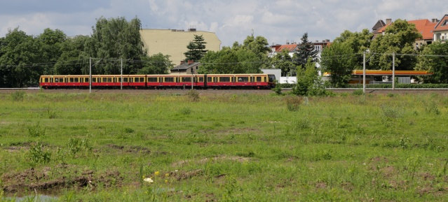 Natur erobert die Brachfläche zurück!