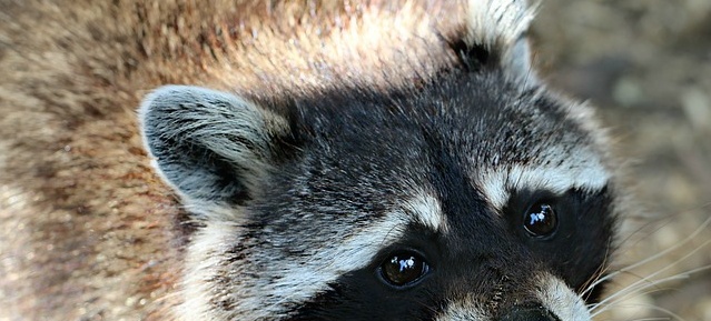 Waschbär (Procyon lotor)