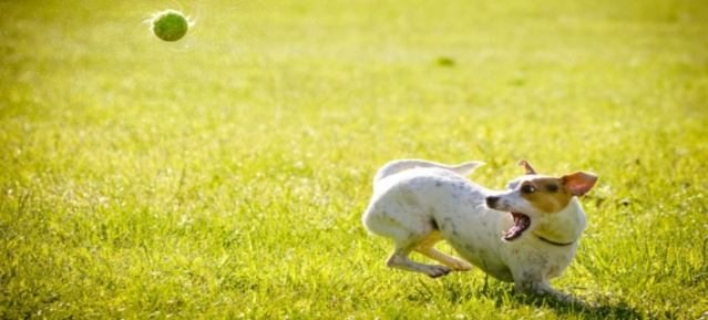 Hundetraining mit Ball