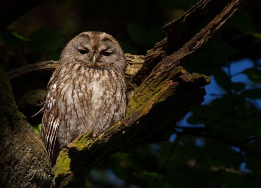 Waldkauz (Strix aluco)