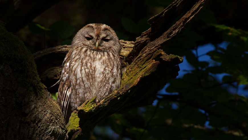 Waldkauz (Strix aluco)