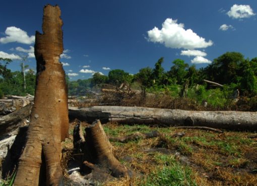 Abgebrannter Wald in Brasilien - Foto: