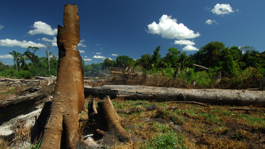 Abgebrannter Wald in Brasilien - Foto: