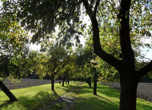 Volkspark Blankenfelde - Foto: © visitPankow