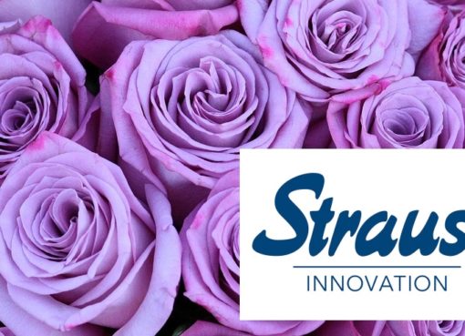 Strauss Innovation schliesst