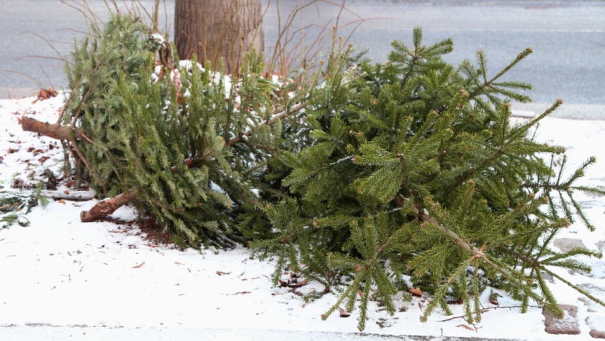 Weihnachtsbaumabfuhr