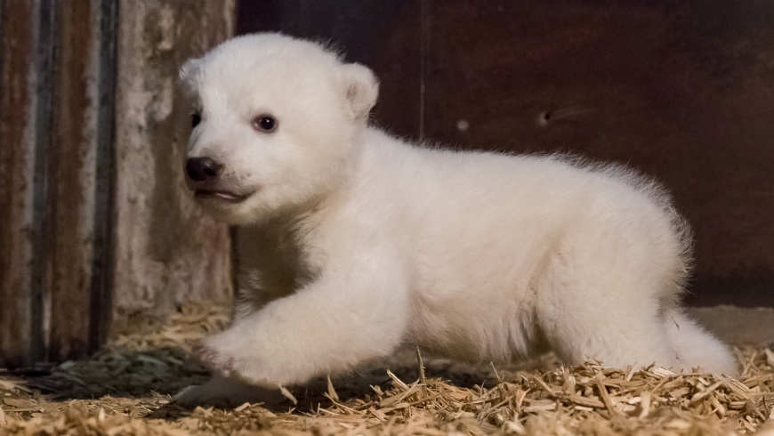 Eisbärjunge Fritz - Foto: © 2017 Tierpark Berlin