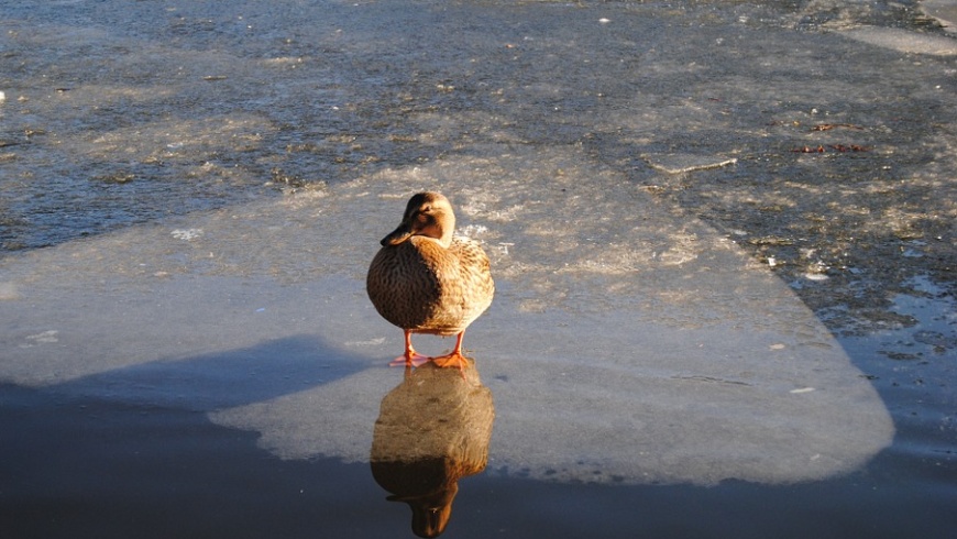 Stockente auf Eisscholle