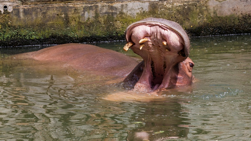 Hippo (Hippopotamus amphibius)