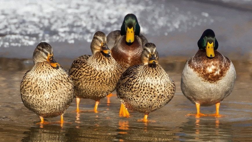 Stockenten (Anas platyrhynchos)