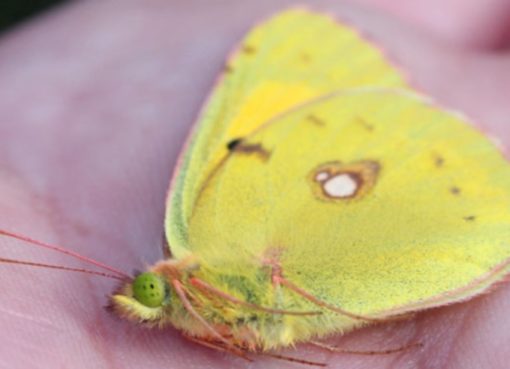 Toter Postillion (Colias croceus)