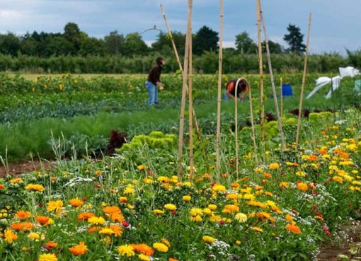 meine ernte - Gemüsegarten mieten