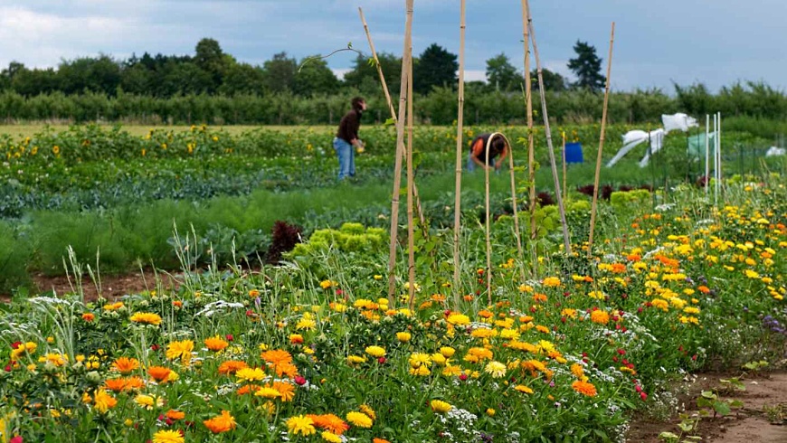 meine ernte - Gemüsegarten mieten