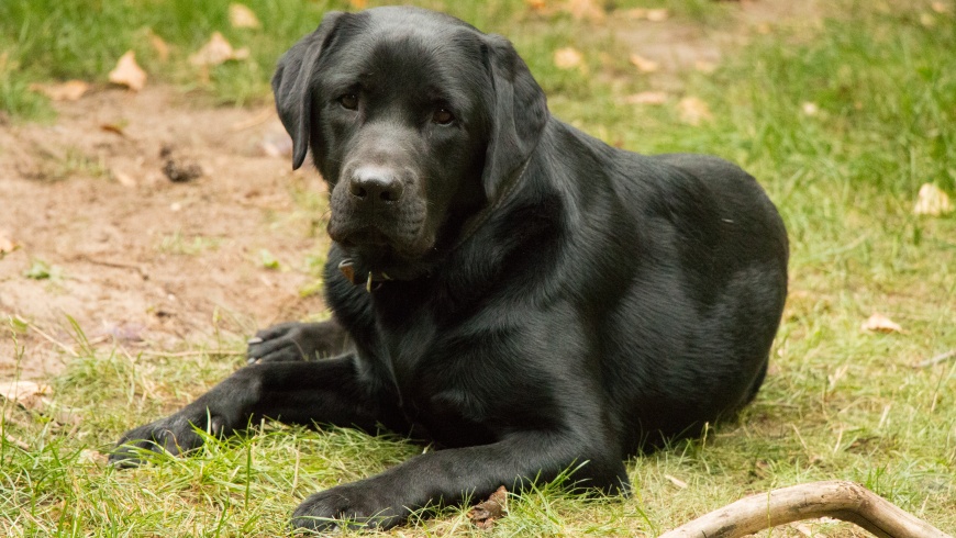 Labrador Othello