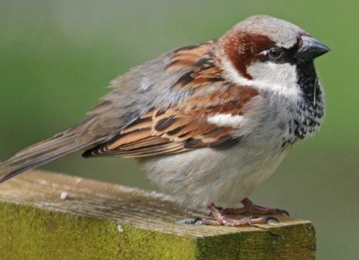 Sperling ( Passer domesticus)