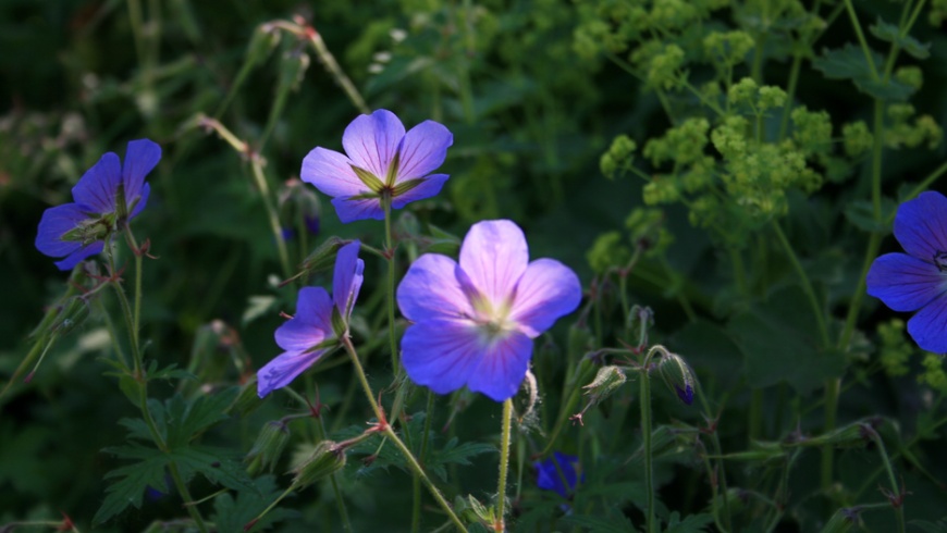 Storchschnabel (Geranium)