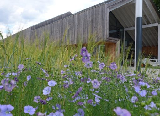 Der Lein blüht im Schaugarten