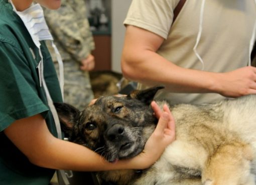 Hund beim Tierarzt