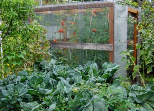 Kleingarten mit Selbstversorgung: Tomaten und Kohl